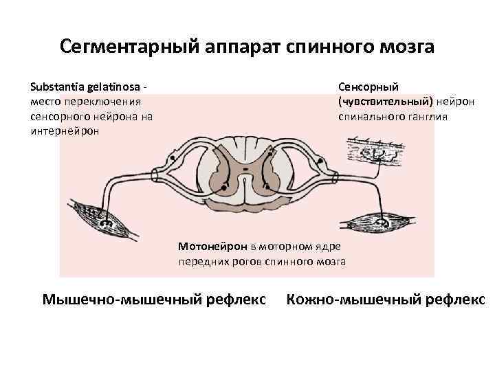 Схема формирования спинномозгового нерва