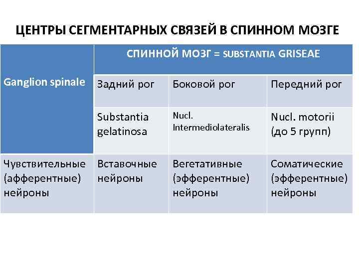 ЦЕНТРЫ СЕГМЕНТАРНЫХ СВЯЗЕЙ В СПИННОМ МОЗГЕ СПИННОЙ МОЗГ = SUBSTANTIA GRISEAE Ganglion spinale Задний