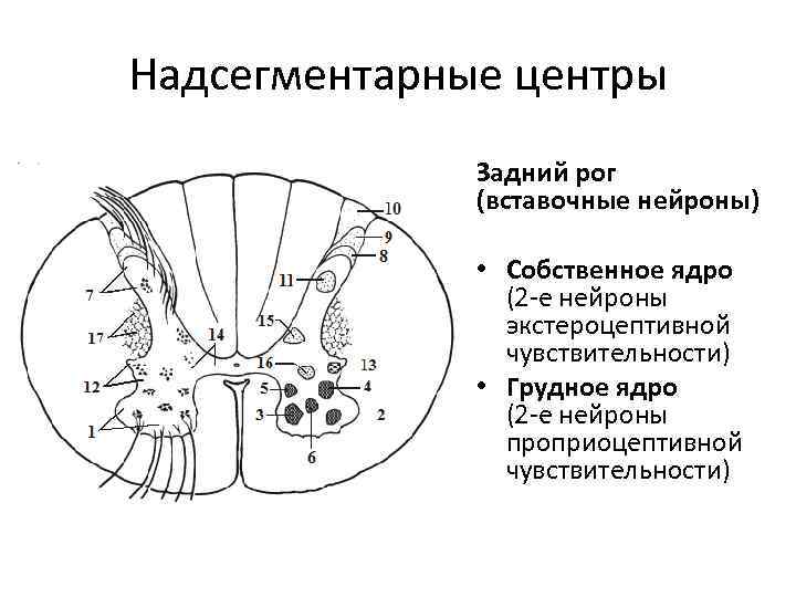 Схема взаимодействия нейронов в коре мозжечка