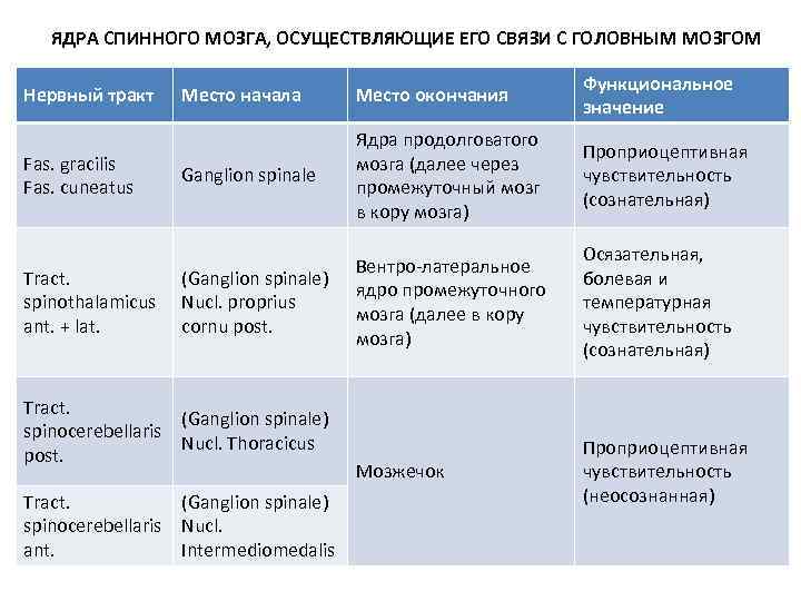 Ядра спинного мозга