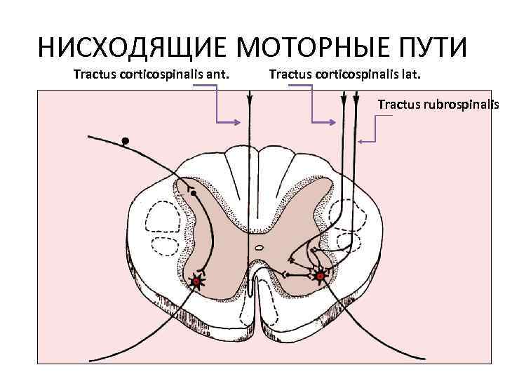 Моторный путь