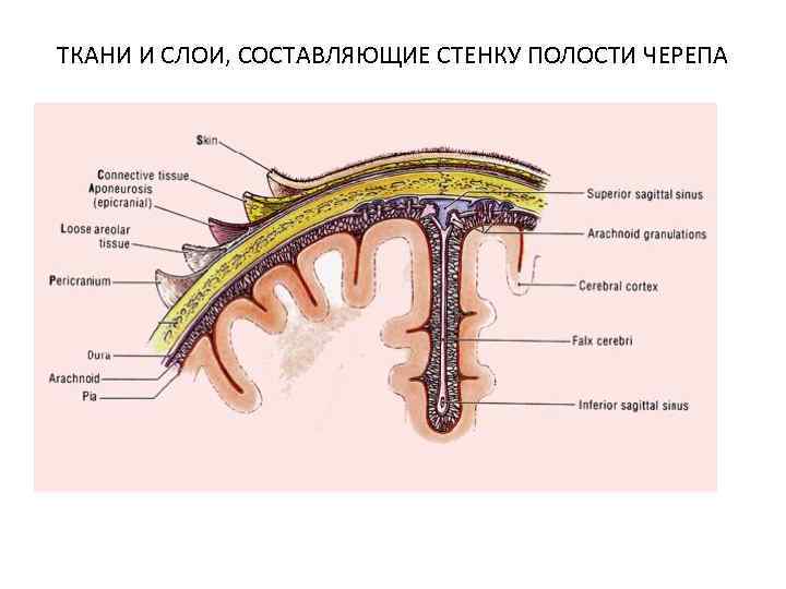 ТКАНИ И СЛОИ, СОСТАВЛЯЮЩИЕ СТЕНКУ ПОЛОСТИ ЧЕРЕПА 