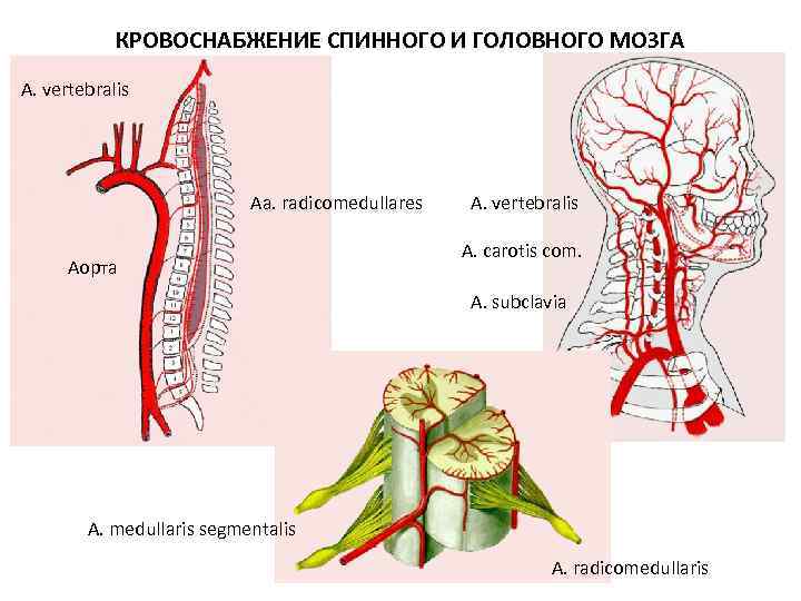 КРОВОСНАБЖЕНИЕ СПИННОГО И ГОЛОВНОГО МОЗГА A. vertebralis Aa. radicomedullares Аорта A. vertebralis A. carotis