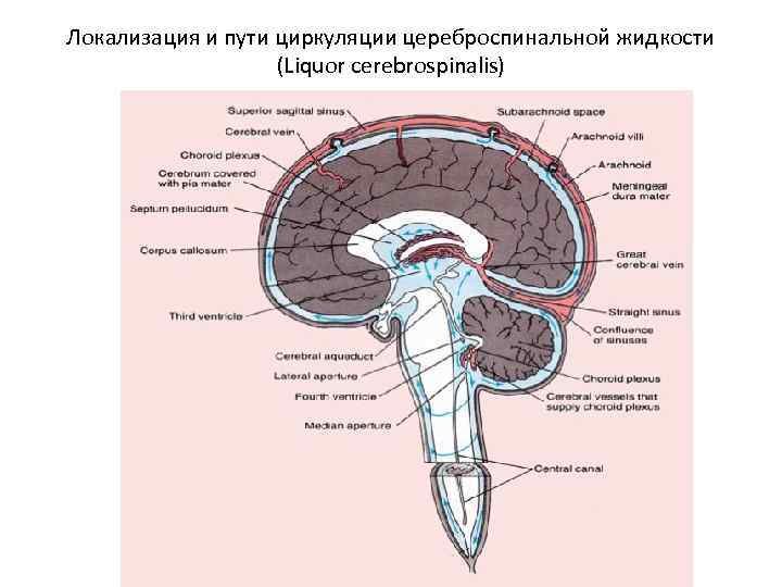Локализация и пути циркуляции цереброспинальной жидкости (Liquor cerebrospinalis) 