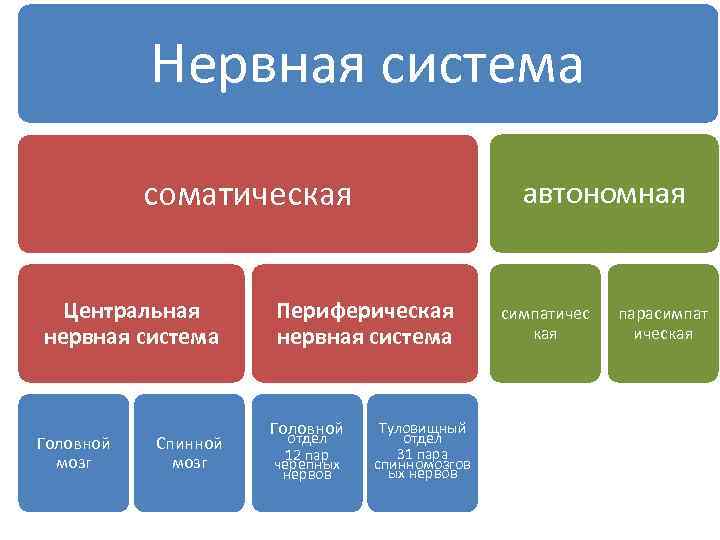 Нервная система соматическая Центральная нервная система Головной мозг Спинной мозг автономная Периферическая нервная система