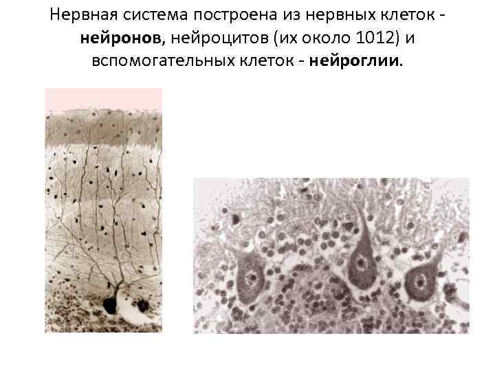 Нервная система построена из нервных клеток нейронов, нейроцитов (их около 1012) и вспомогательных клеток