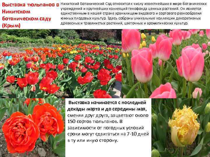 Выставка тюльпанов в Никитском ботаническом саду (Крым) Никитский Ботанический Сад относится к числу известнейших