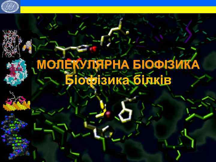  • • МОЛЕКУЛЯРНА БІОФІЗИКА Біофізика білків 