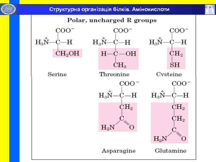  Структурна організація білків. Амінокислоти 