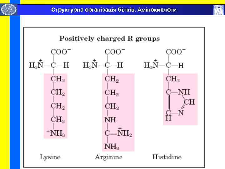  Структурна організація білків. Амінокислоти 