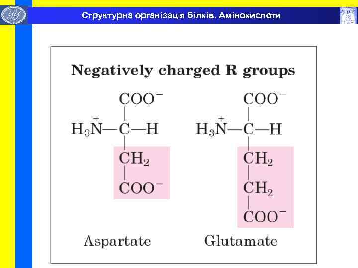  Структурна організація білків. Амінокислоти 