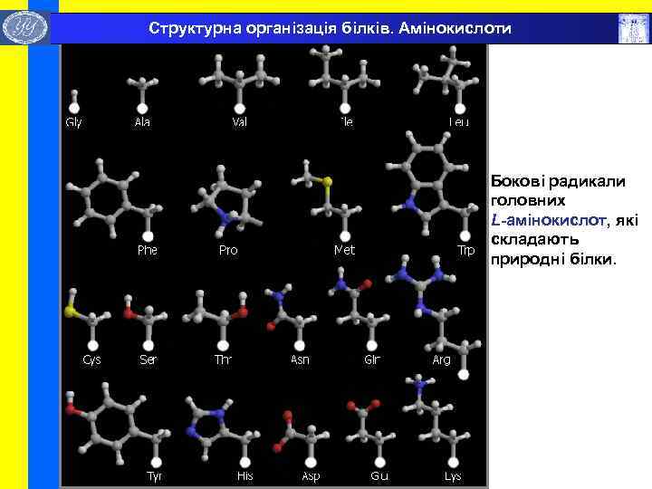  Структурна організація білків. Амінокислоти Бокові радикали головних L-амінокислот, які складають природні білки. 