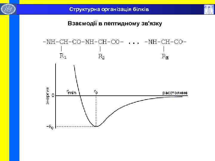  Структурна організація білків Взаємодії в пептидному зв'язку 