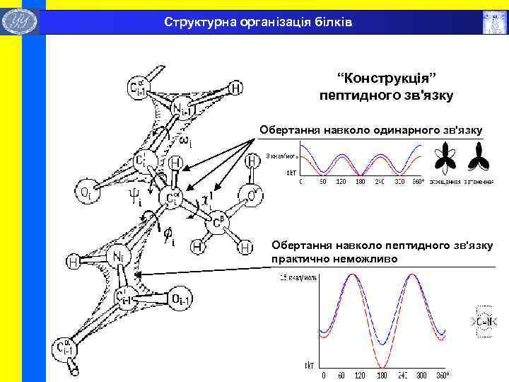  Структурна організація білків “Конструкція” пептидного зв'язку Обертання навколо одинарного зв'язку Обертання навколо пептидного