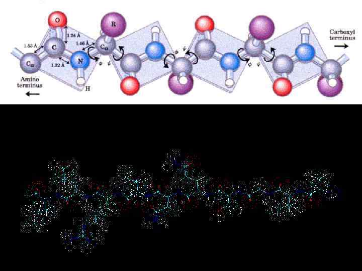  Білки – молекулярні конструкції 