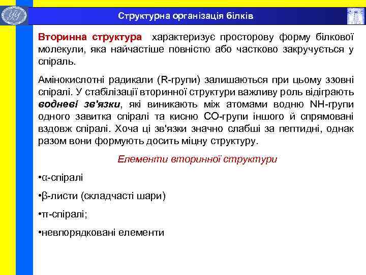  Структурна організація білків Вторинна структура характеризує просторову форму білкової молекули, яка найчастіше повністю