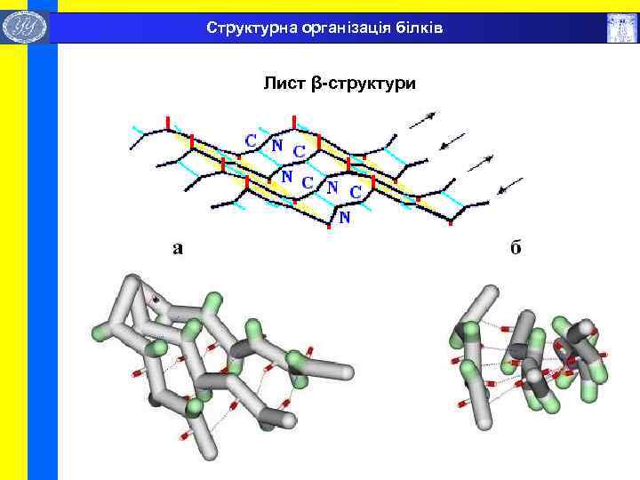  Структурна організація білків Лист β-структури 
