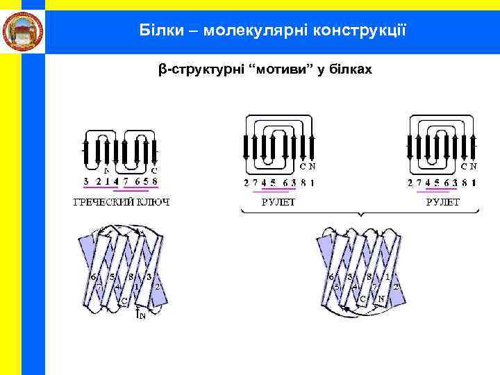  Білки – молекулярні конструкції β-структурні “мотиви” у білках 