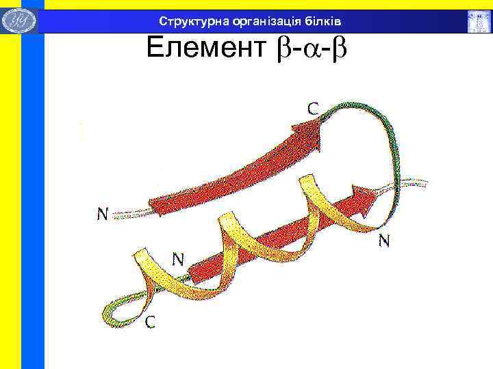  Структурна організація білків Елемент - - 