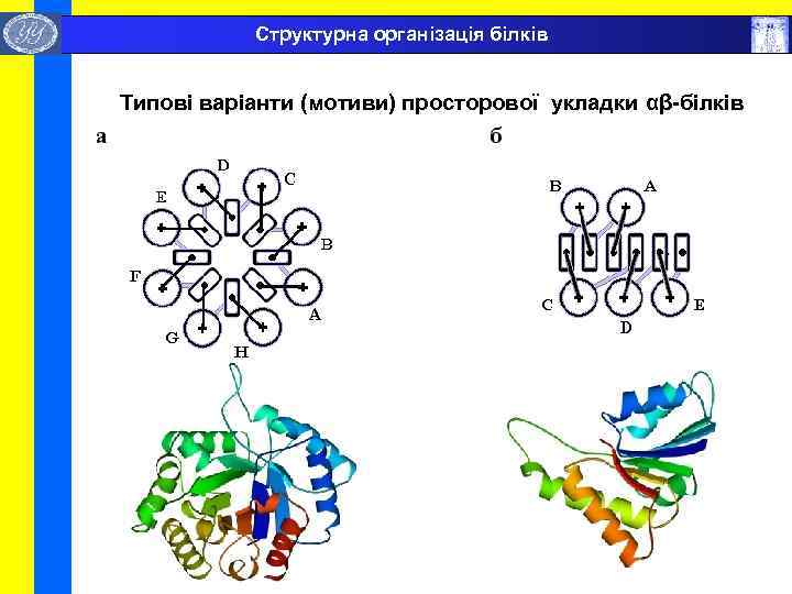  Структурна організація білків Типові варіанти (мотиви) просторової укладки αβ-білків 