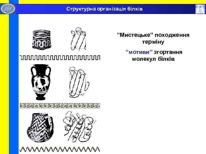  Структурна організація білків “Мистецьке” походження терміну “мотиви” згортання молекул білків 