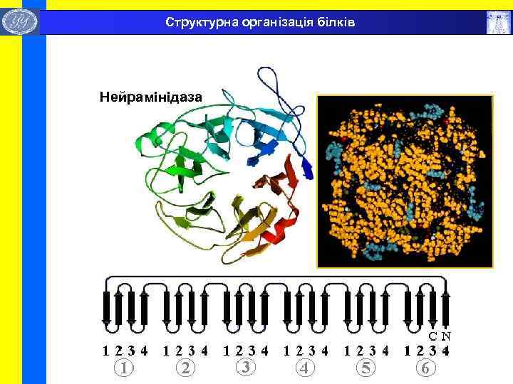  Структурна організація білків Нейрамінідаза 
