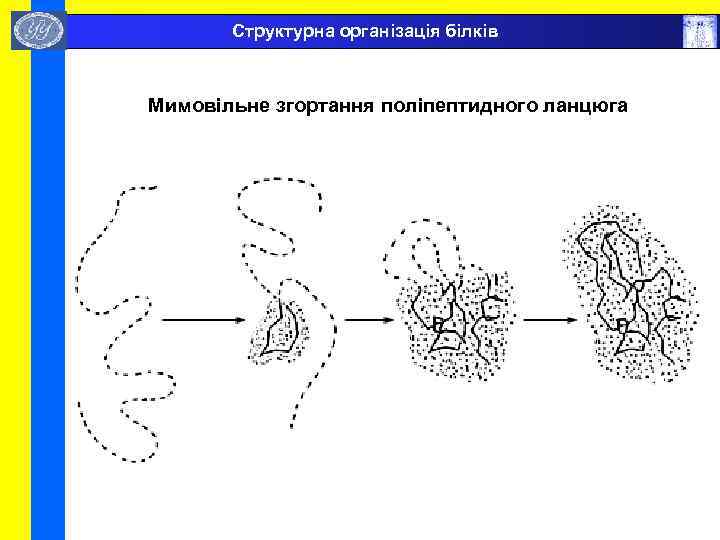  Структурна організація білків Мимовільне згортання поліпептидного ланцюга 