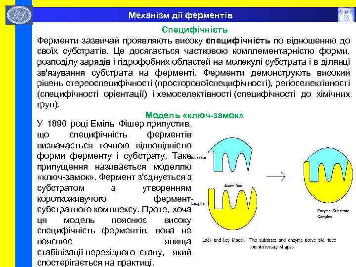  Механізм дії ферментів Специфічність Ферменти зазвичай проявляють високу специфічність по відношенню до своїх