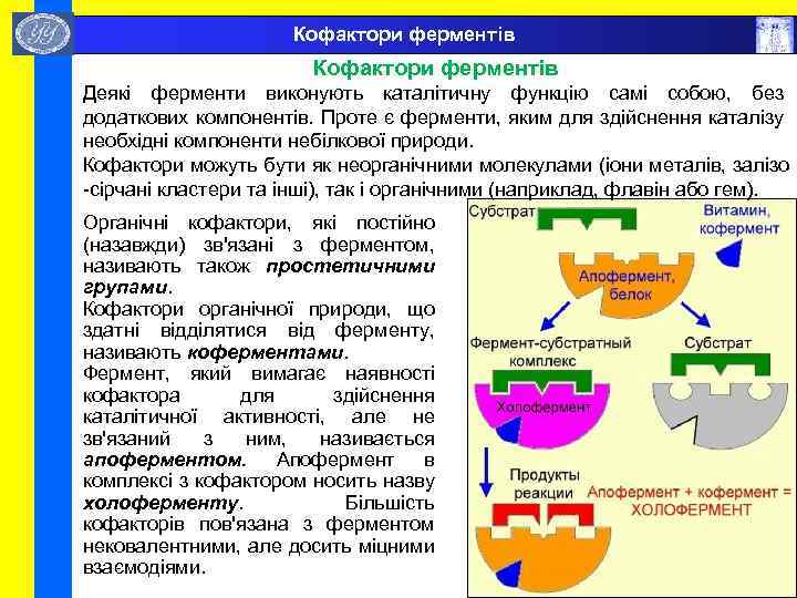 Кофактори ферментів Деякі ферменти виконують каталітичну функцію самі собою, без додаткових компонентів. Проте