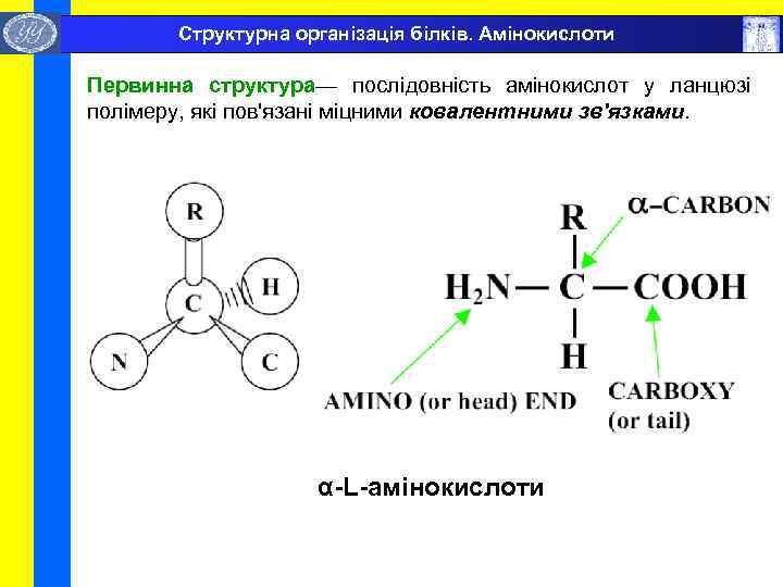  Структурна організація білків. Амінокислоти Первинна структура— послідовність амінокислот у ланцюзі полімеру, які пов'язані