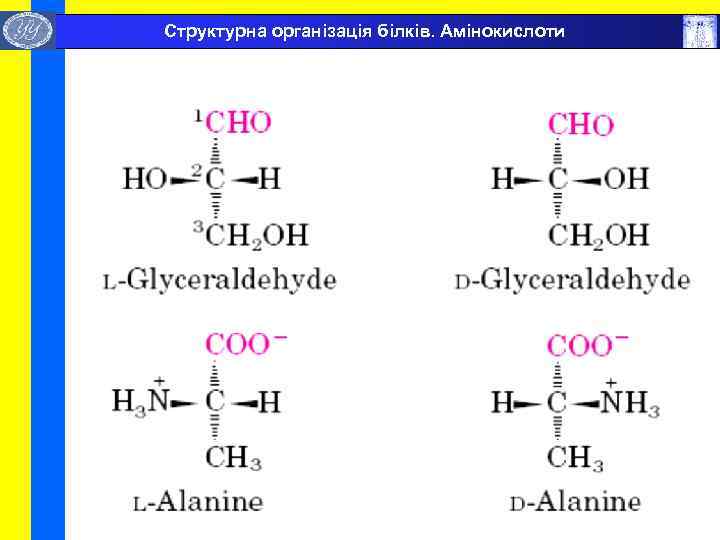  Структурна організація білків. Амінокислоти 