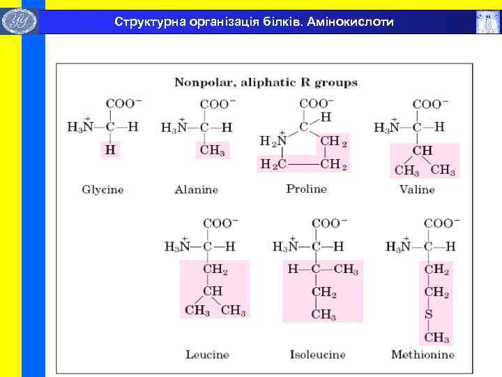  Структурна організація білків. Амінокислоти 