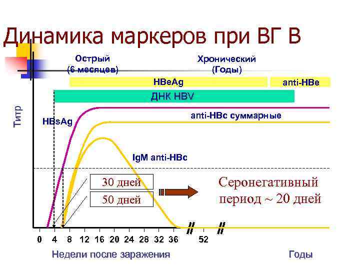 Динамика маркеров при ВГ В Острый (6 месяцев) Хронический (Годы) HBe. Ag anti-HBe Титр