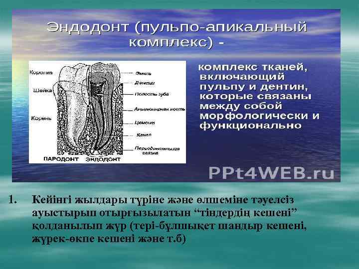 1. Кейінгі жылдары түріне және өлшеміне тәуелсіз ауыстырып отырғызылатын “тіндердің кешені” қолданылып жүр (тері-бұлшықет