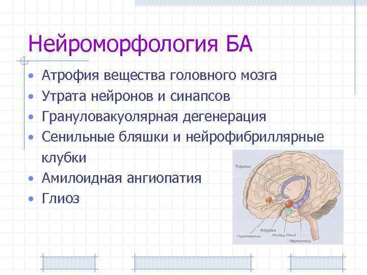 Нейроморфология БА • Атрофия вещества головного мозга • Утрата нейронов и синапсов • Грануловакуолярная