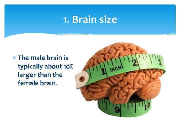 1. Brain size The male brain is typically about 10% larger than the female