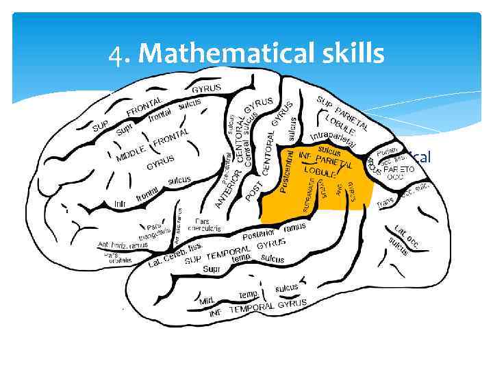 4. Mathematical skills The inferior-parietal lobule, which controls numerical brain function, is larger in