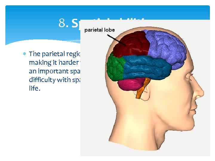 8. Spatial abilities The parietal region is thicker in the female brain, making it