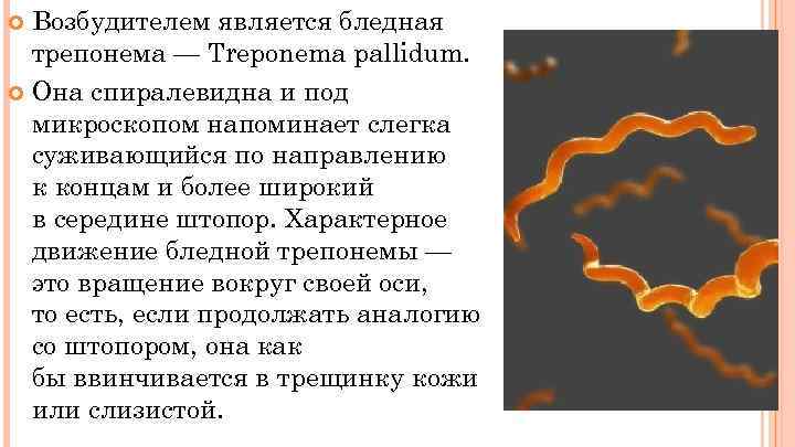 Возбудителем является бледная трепонема — Treponema pallidum. Она спиралевидна и под микроскопом напоминает слегка