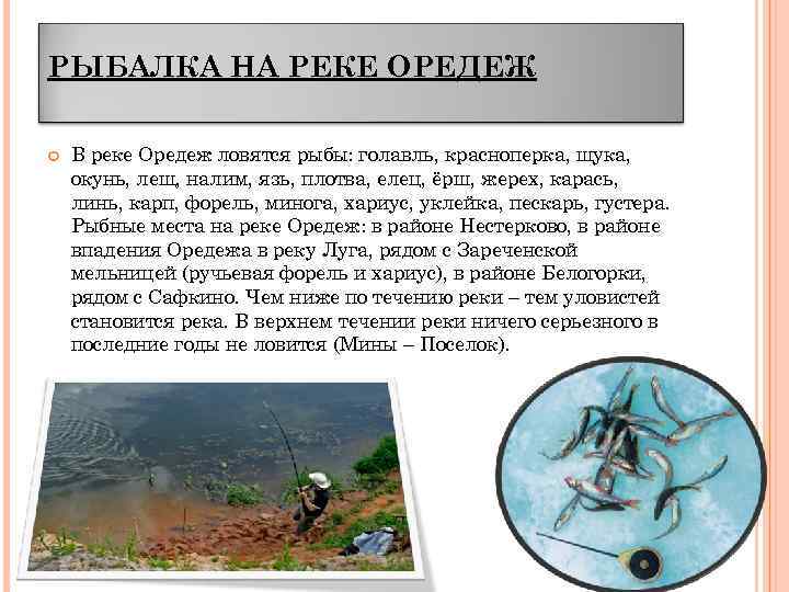 РЫБАЛКА НА РЕКЕ ОРЕДЕЖ В реке Оредеж ловятся рыбы: голавль, красноперка, щука, окунь, лещ,