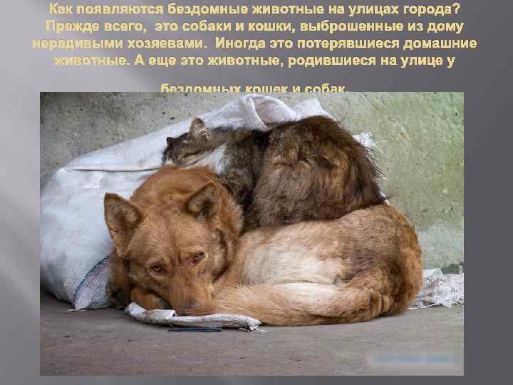 Как появляются бездомные животные на улицах города? Прежде всего, это собаки и кошки, выброшенные