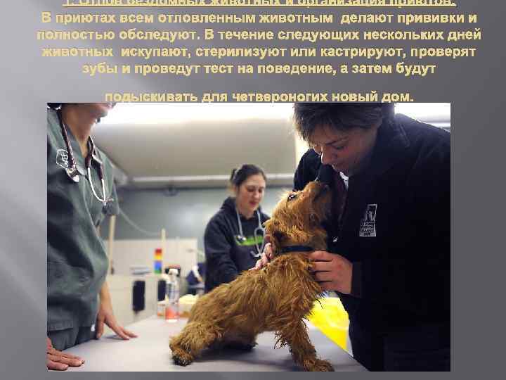 1. Отлов бездомных животных и организация приютов. В приютах всем отловленным животным делают прививки