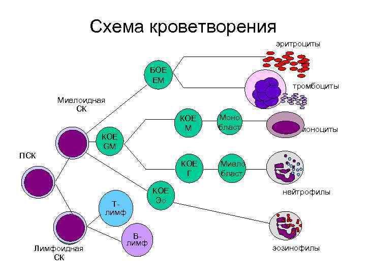 Схема кроветворения эритроциты БОЕ ЕM тромбоциты Миелоидная СК КОЕ M КОЕ Г КОЕ GM