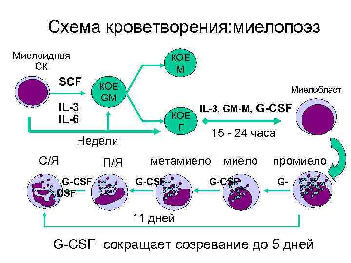 Схема кроветворения: миелопоэз Миелоидная СК КОЕ M SCF IL-3 IL-6 КОЕ GM Миелобласт КОЕ