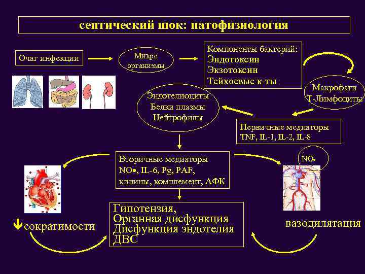 септический шок: патофизиология Очаг инфекции Микро организмы Компоненты бактерий: Эндотоксин Экзотоксин Тейхоевые к-ты Эндотелиоциты