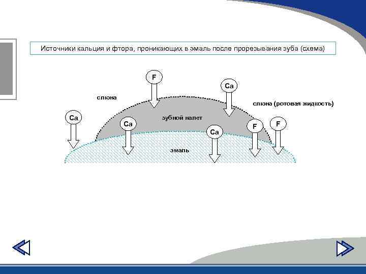 Источники кальция и фтора, проникающих в эмаль после прорезывания зуба (схема) F Ca слюна