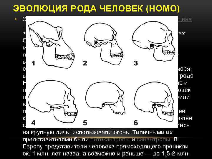 ЭВОЛЮЦИЯ РОДА ЧЕЛОВЕК (HOMO) • Эволюция человека протекала на протяжении плейстоцена — ледниковой эпохи,