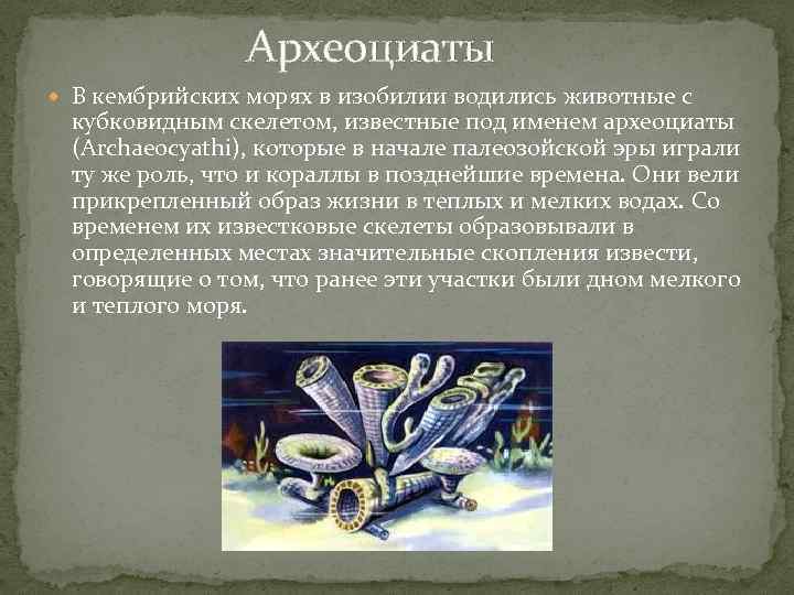  Археоциаты В кембрийских морях в изобилии водились животные с кубковидным скелетом, известные под