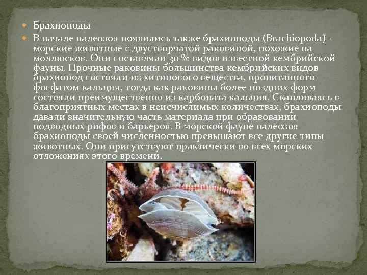  Брахиоподы В начале палеозоя появились также брахиоподы (Brachiopoda) - морские животные с двустворчатой