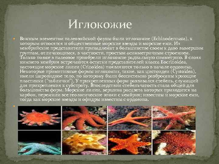  Иглокожие Важным элементом палеозойской фауны были иглокожие (Echinodermata), к которым относятся и общественные